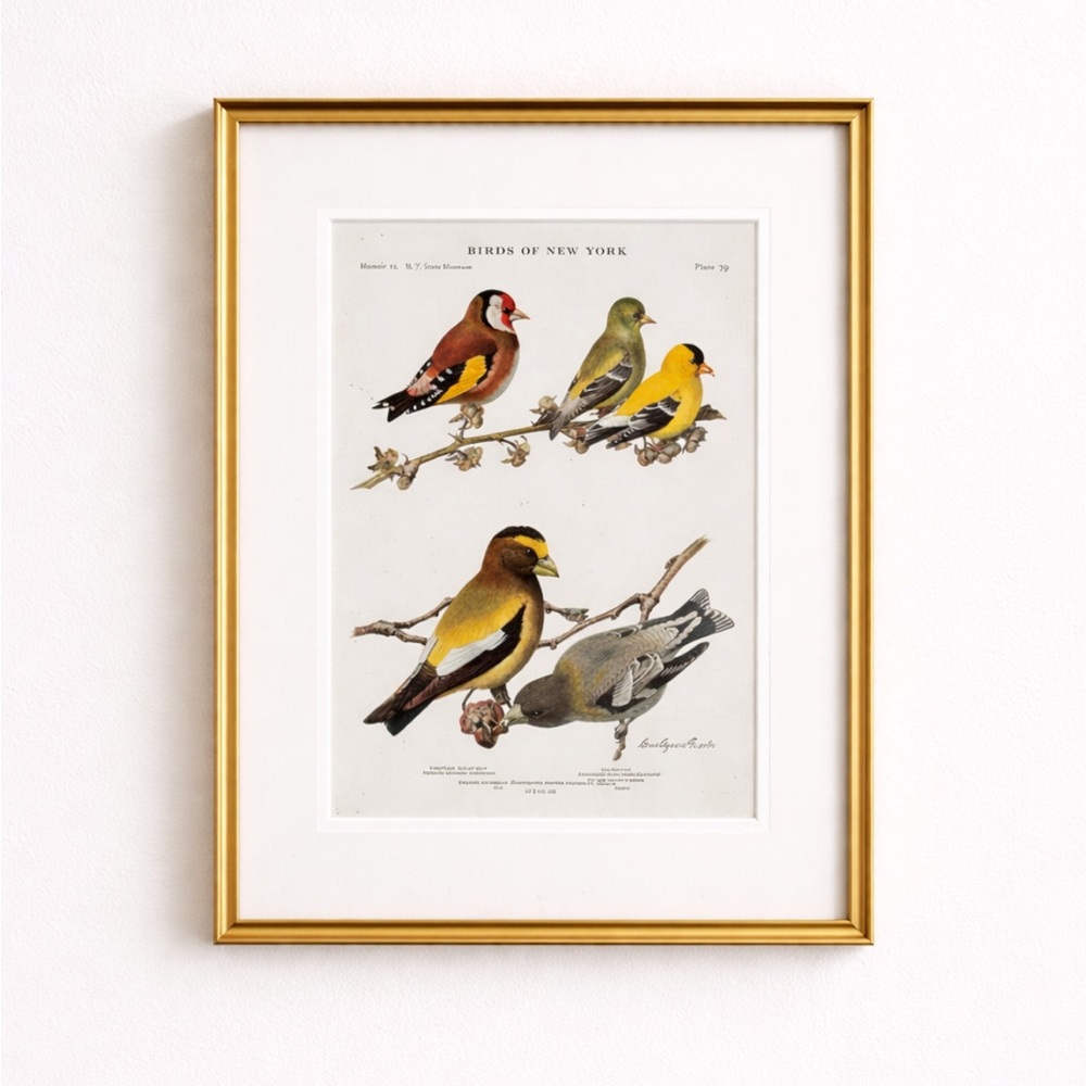 Antique Ornithological Bird Print Original gold finch